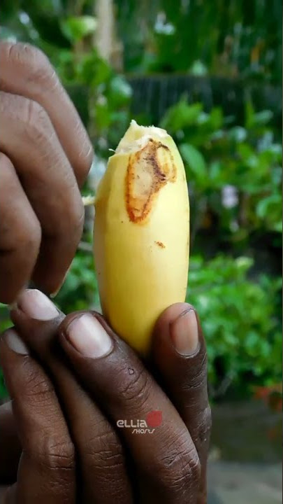 Pisang Kacang 😋 #shorts #fruit