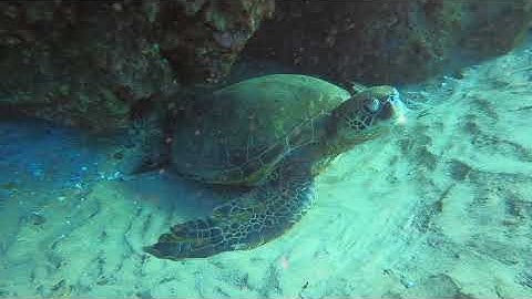 SCUBA Diving Ulua Beach