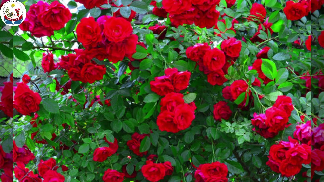 O Friend! In the garden of thy heart...