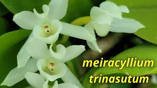 Meiracyllium trinasutum очередное домашнее цветение.