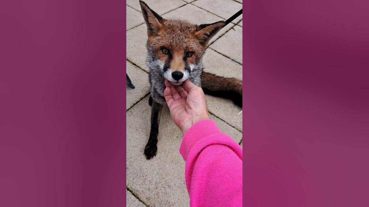 my-day-with-chris-visiting-second-chance-fox-rescue-full-video-8pm