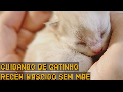 Vídeo: Como manter um gatinho sem mãe com menos de três semanas de idade