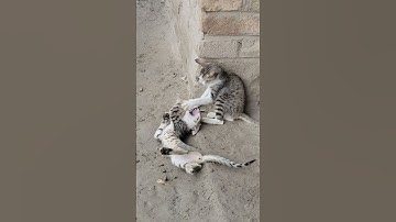 Cats Get Feisty | Whisker Wars | The Battle for Supremacy | Meow-velous Mayhem | Cats Clash