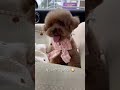 관리받는 여댕댕의 하루 😉 #강아지 #강아지일상 #강아지vlog #강아지영상 #귀여운강아지 #푸들 #poodle #プードル #shorts