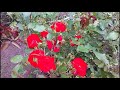 Роза ЛИЛИ МАРЛЕН 🌹 Второе цветение