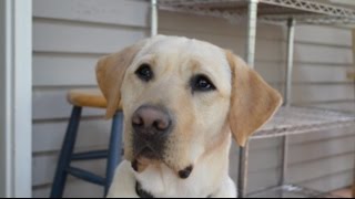Augie Trailer