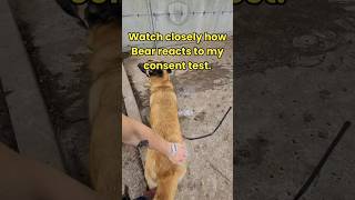 Dog Communication 101  consent test #forcefreedogtraining