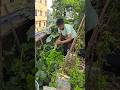 কিছু মিষ্টি কুমড়ো শাকের ডগা নিব #ছাদবাগান #greenrooftop