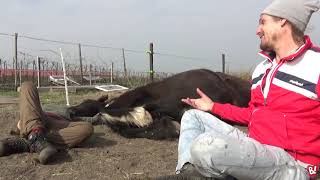 Videoserie. Bijzonder Aflevering 9 - De Tao Van Het Paard