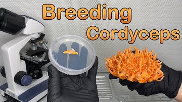 Breeding Cordyceps fungi | Multi-Ascospore isolation