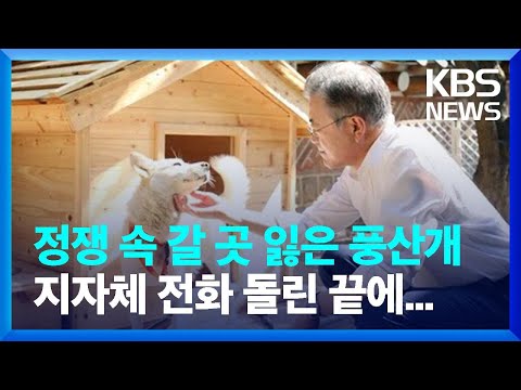 문재인 전 대통령 기르던 풍산개...지자체 전화 돌린 끝에 광주로? / KBS  2022.11.11.