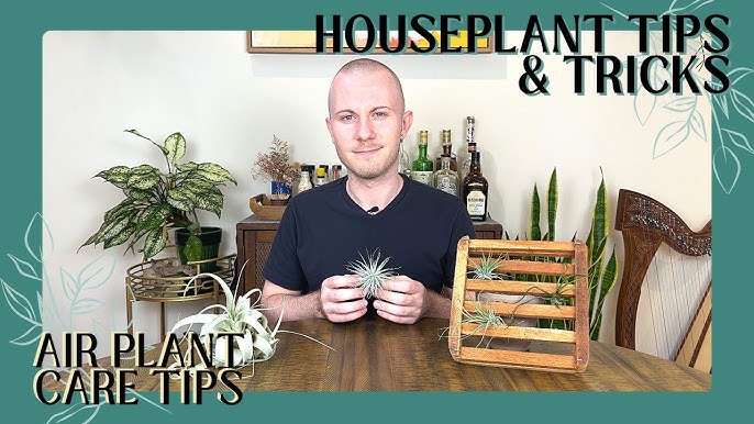 BEST TIPS: HOW TO CARE FOR AIR PLANTS, AIR PLANT CARE GUIDE