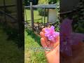 This Can Make Your Chickens Egg Yolks Look Brighter!! #flowers