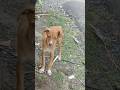 பொண்டட்டி கிட்ட மாட்டிக்கம தப்பிப்பது எப்பிடி 😇 #funny #funnydog #dog #dogshorts