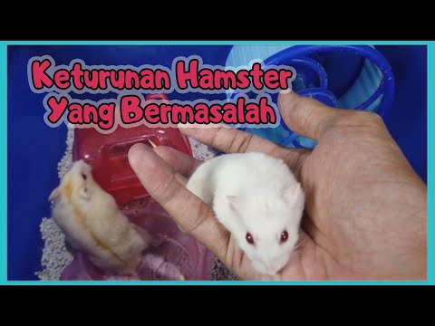 Video: Cara Mengenal Pasti Keturunan Hamster