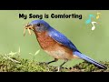 Eastern Bluebird Knowledge Assessment