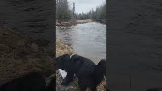 checking the river conditions and letting the dogs run