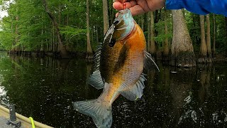 Summer Bream fishing in the Cypress Tupelo Swamps