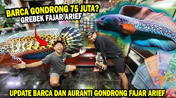 BARCA 75 JUTA??!! GREBEK CHANNA BARCA DAN AURANTI GONDRONG @FAJAR ARIEF