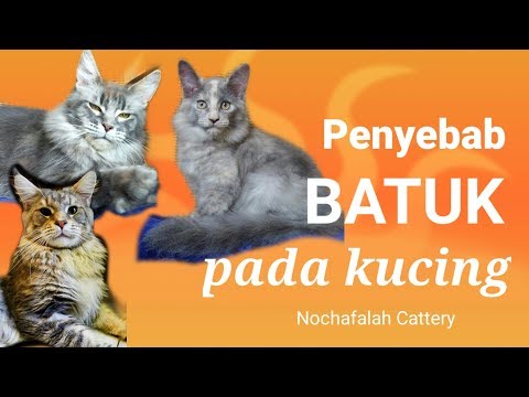 Video: Kenapa Kucing Itu Batuk