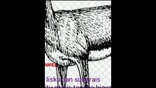 pagil kidang jantan/betina part #1. /bekik kidang/suara kidang