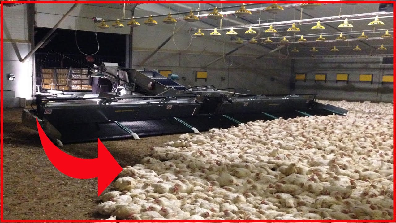Top Animal Farming Technology For Next Level Of Productivity | TTGHD