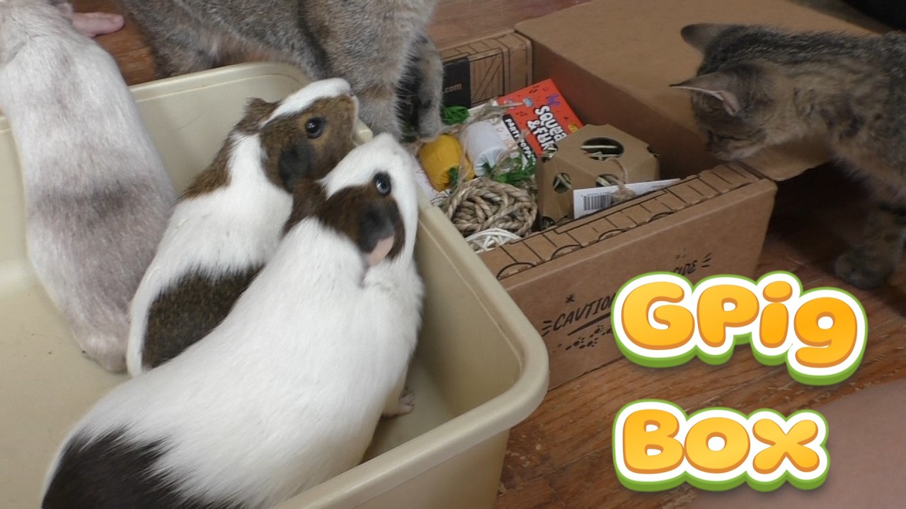 Unboxing GPig Box September 2026! 🐹 - YouTube