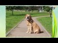 Cats&DogsTV - УДИВИТЕЛЬНЫЙ МИР СОБАК - ЛАБРАДОР РЕТРИВЕР / LABRADOR RETRIVER