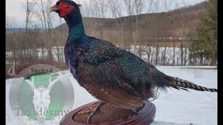 Can I Fix This Bird's Tail? MELANISTIC PHEASANT TAXIDERMY