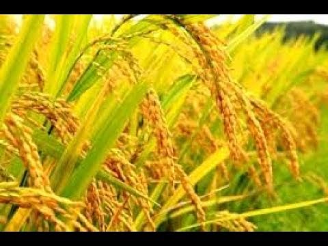 10 Gambar Sawah Padi Menguning Kumpulan Gambar Pemandangan