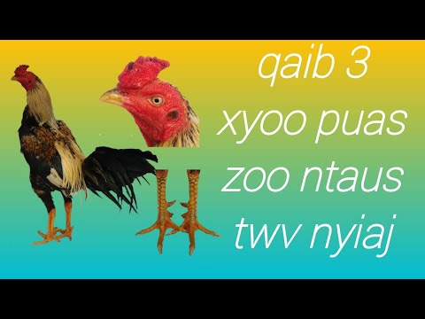 Video: Puas yuav tsum tau tso nyiaj rau Turo?