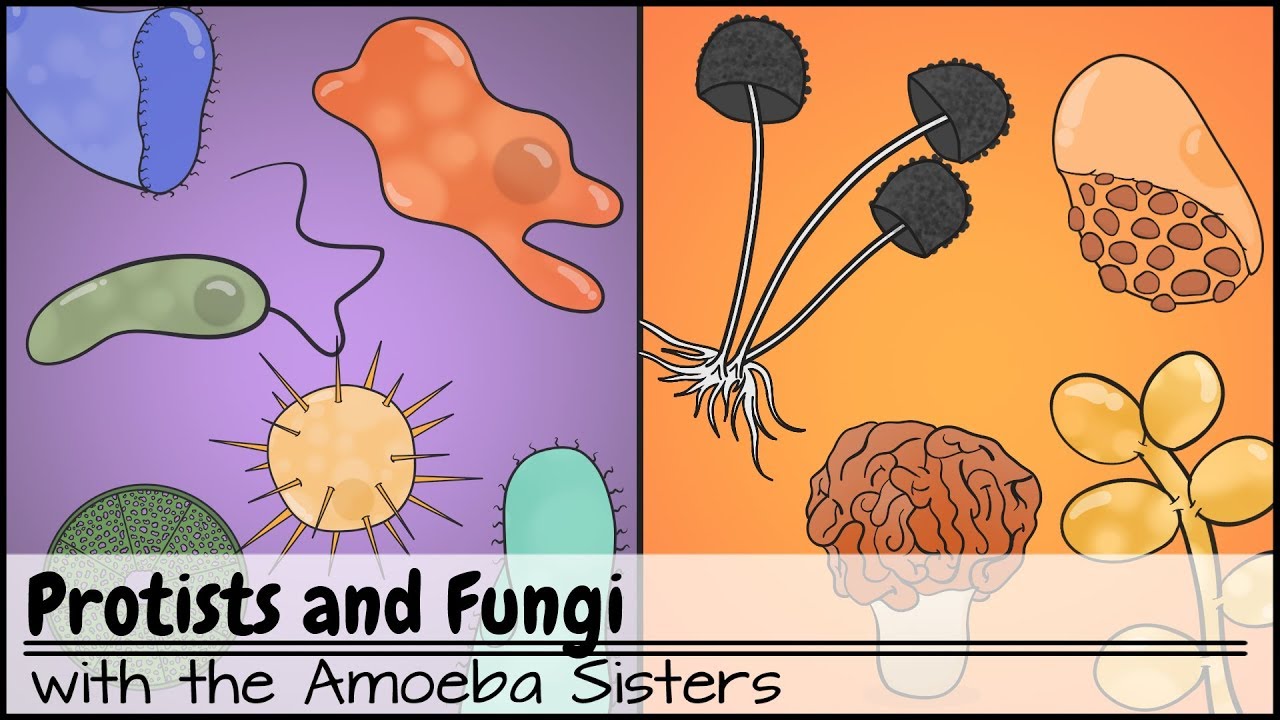 Does Protists Have A Cell Wall?