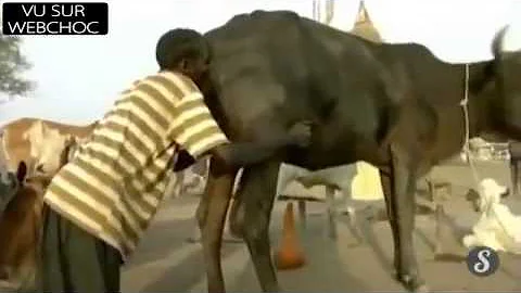 Est-ce que les vaches peuvent se noyer par l'anus ? Est-ce que les vaches peuvent se noyer par l'anus ?