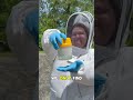 I became a beekeeper