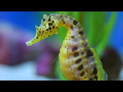 Seahorses | 10 fun facts about Seahorses | Pygmy Seahorse | Seadragons | Pipefish | World smallest