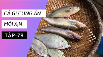 Tập 79 - Câu cá rô đồng bằng mồi này dính cả cá chèn, thác lác mê quá | TMQT