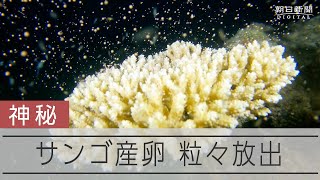 奄美大島産 テラヘルツ加工済み サンゴ 脂っこく
