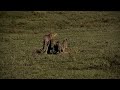 Cheetah mom gives a warm welcome to a newly born baby wildebeest