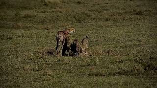 Cheetah Mom Gives A Warm Welcome to A Newly born Baby Wildebeest