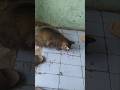 NGASIH MAKAN KUCING JALANAN | PARTT 3 #kucingjalanan #shorts