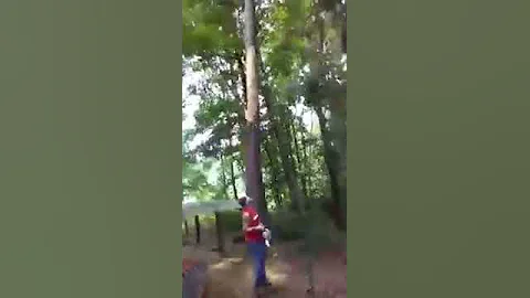 James Driggers dropping a dead pine