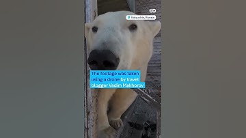 Polar bears take over abandoned Russian research station | DW News