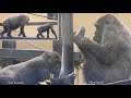 Gorillas Laughing And Playing | Kyoto Zoo