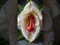 The Ivory Crested Orchid  😱 || #OddlySatisfying #NatureDocumentary #shortsfeed