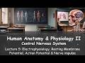 5) Electrophysiology, resting membrane potential, action potential and nerve impulse