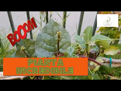 Video: Dove piantare gli spinaci malabar?