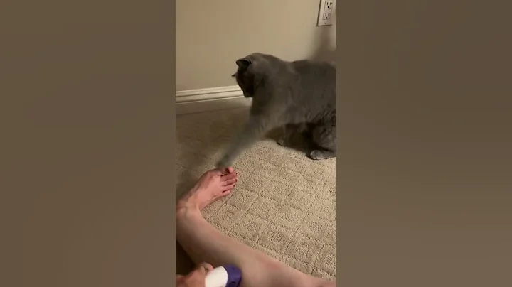 Video 3568801: tom british shorthair cat, british shorthair cute cat, shorthair cat britishshorthair