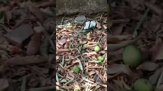 mango tree loss there fruit