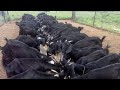 सोलापूर - उस्मानाबादी शेळीपालनातुन लाखों रुपये - चवरे यांची यशोगाथा | Goat Farming Maharashtra