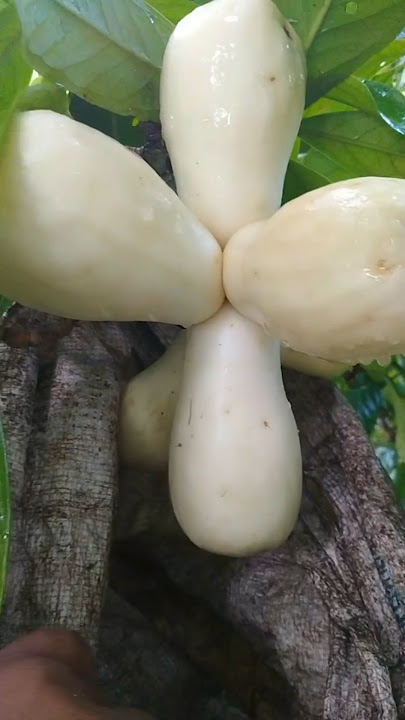 Milk guava is now starting to become rare #milkguava #guava